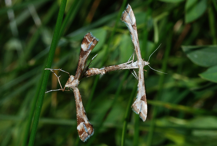 Amblyptilia? - No, Platyptilia cfr. calodactyla